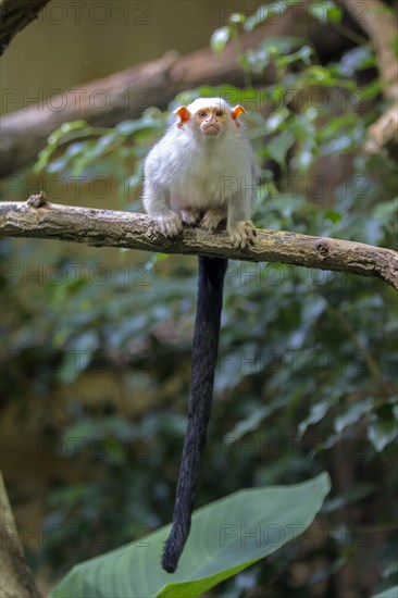 Silvery Marmoset (Callithrix argentata