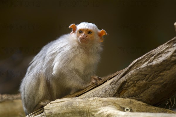 Silvery Marmoset (Callithrix argentata