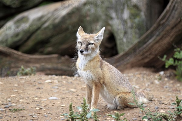 Corsac Fox (corsac vulpes)