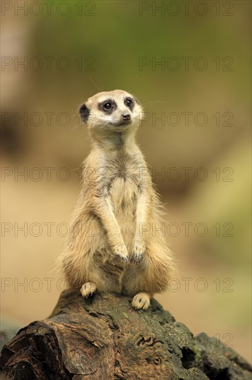 Meerkat (Suricata suricatta)