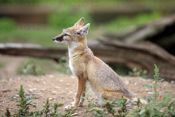 Corsac Fox (corsac vulpes)