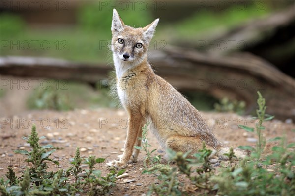 Corsac Fox (corsac vulpes)