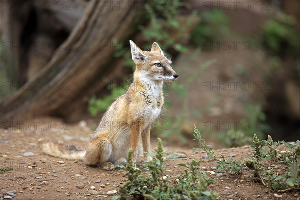 Corsac Fox (corsac vulpes)