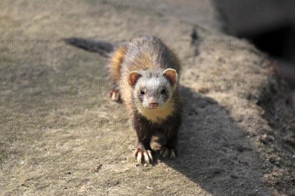 European Polecat (Mustela putorius)