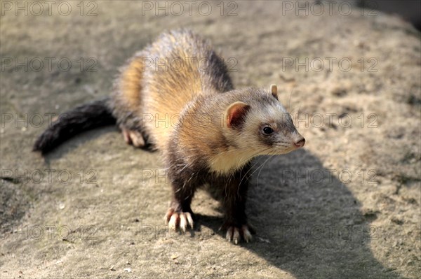 European Polecat (Mustela putorius)