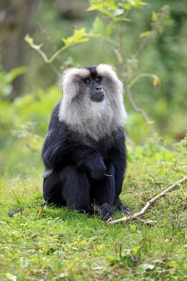 Lion-tailed Macaque or Wanderoo (Macaca silenus)