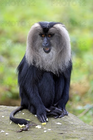 Lion-tailed Macaque or Wanderoo (Macaca silenus)