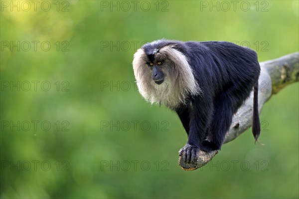 Lion-tailed Macaque or Wanderoo (Macaca silenus)