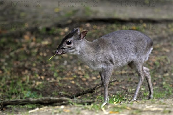 Blue Duiker (Cephalophus monticola)