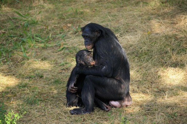 Bonobo (Pan paniscus)