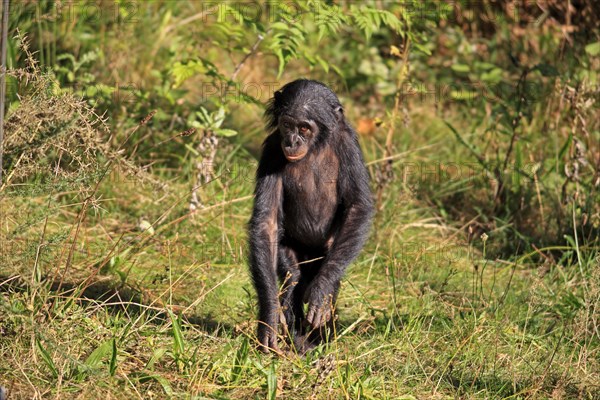 Bonobo (Pan paniscus)