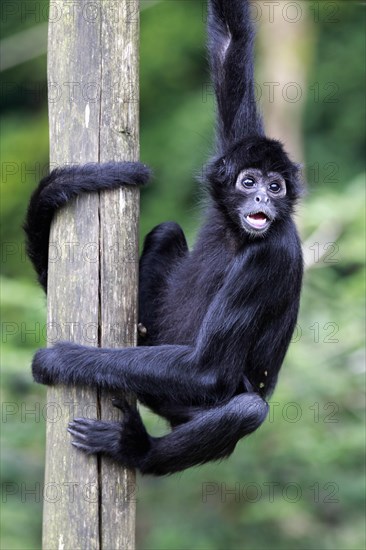 Black-headed Spider Monkey (Ateles fusciceps robustus)