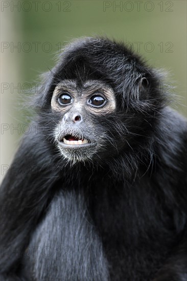 Black-headed Spider Monkey (Ateles fusciceps robustus)