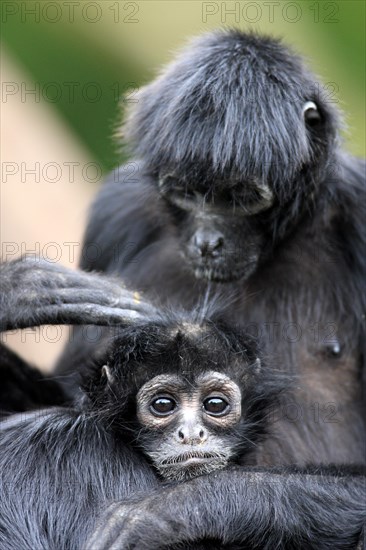 Black-headed Spider Monkey (Ateles fusciceps robustus)