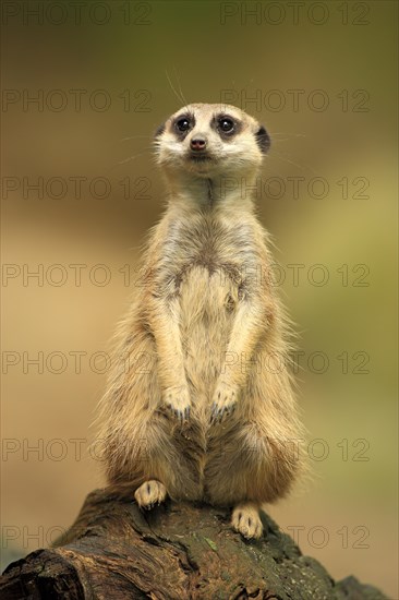 Meerkat (Suricata suricatta)