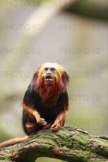 Golden-headed Lion Tamarin (Leontopithecus chrysomelas)