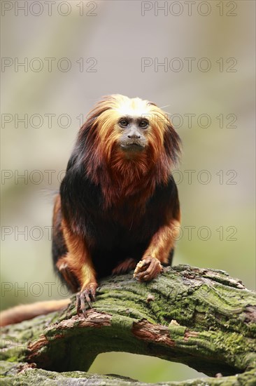 Golden-headed Lion Tamarin (Leontopithecus chrysomelas)