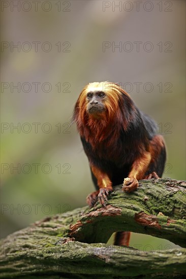 Golden-headed Lion Tamarin (Leontopithecus chrysomelas)