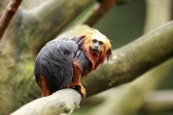 Golden-headed Lion Tamarin (Leontopithecus chrysomelas)