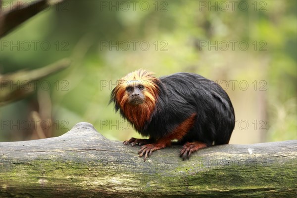 Golden-headed Lion Tamarin (Leontopithecus chrysomelas)