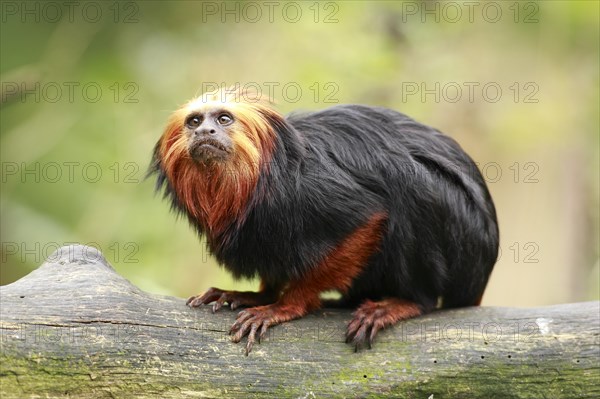 Golden-headed Lion Tamarin (Leontopithecus chrysomelas)