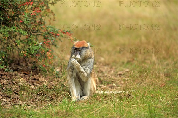 Patas Monkey