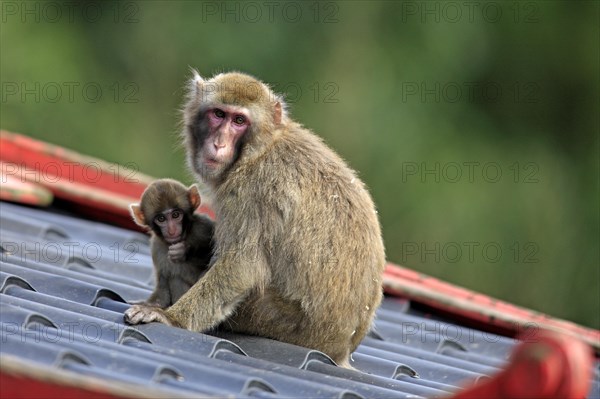 Japanese Macaque or Snow Monkey (Macaca fuscata)