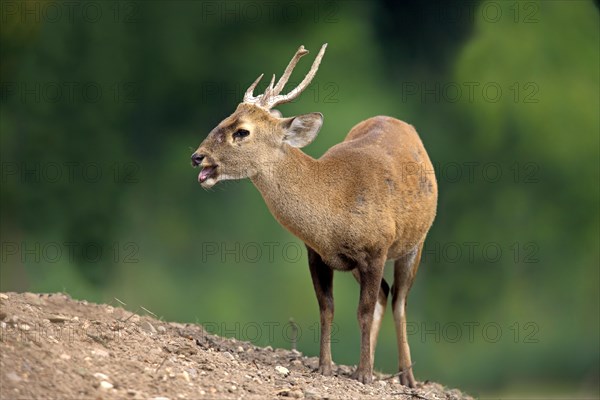 Brow-antlered Deer