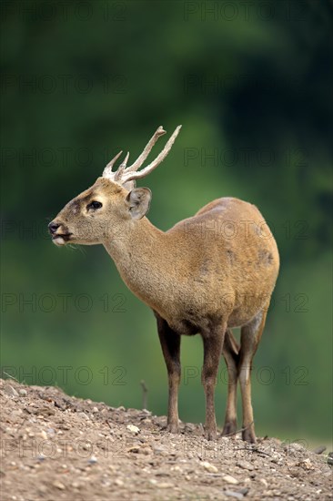 Brow-antlered Deer