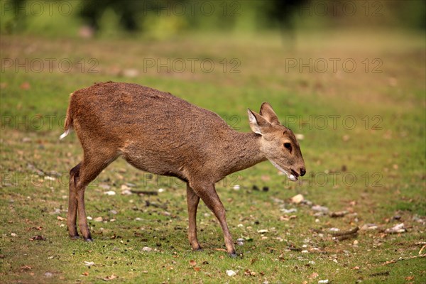 Brow-antlered Deer