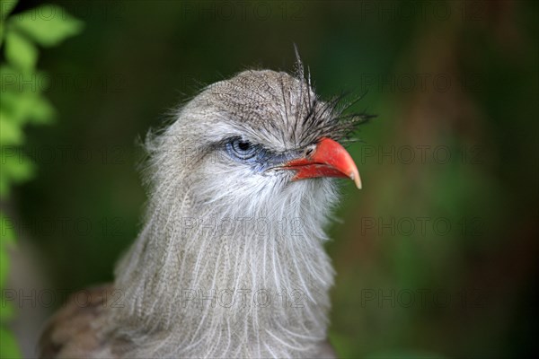 Red-legged Seriema or Crested Cariama (Cariama cristata)