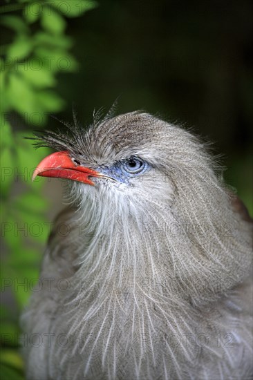 Red-legged Seriema or Crested Cariama (Cariama cristata)