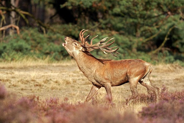 Red Deer (Cervus elaphus)