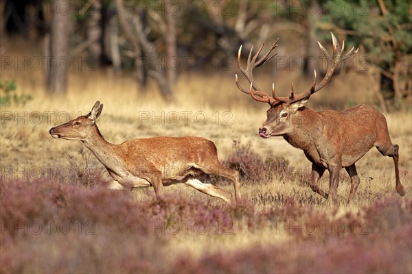 Red Deer (Cervus elaphus) adult