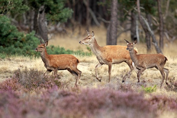 Red Deer (Cervus elaphus)