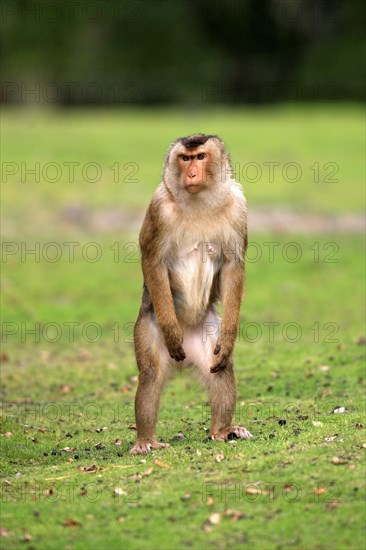 Southern Pig-tailed Macaque (Macaca nemestrina)