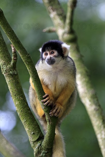 Common Squirrel Monkey (Saimiri sciureus)