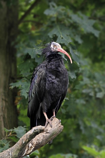 Northern Bald Ibis