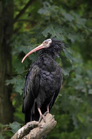 Northern Bald Ibis