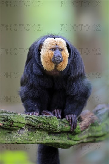 White-faced Saki