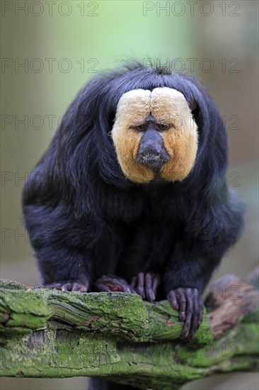 White-faced Saki