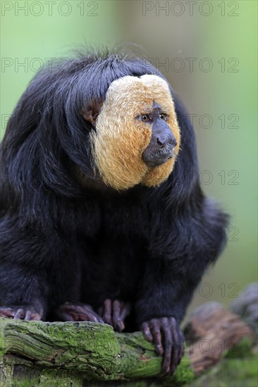 White-faced Saki