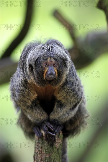 White-faced Saki