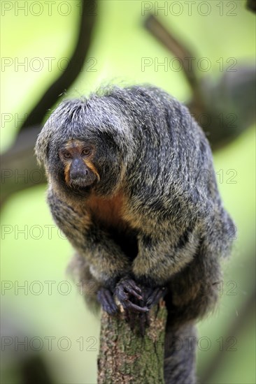 White-faced Saki