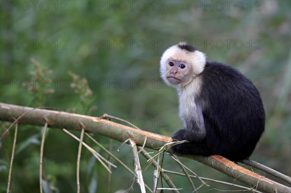 White-headed Capuchin (Cebus capucinus)