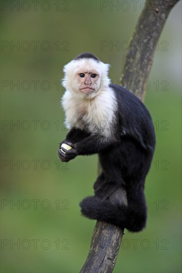 White-headed Capuchin (Cebus capucinus)