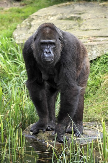 Western Lowland Gorilla (Gorilla gorilla gorilla)