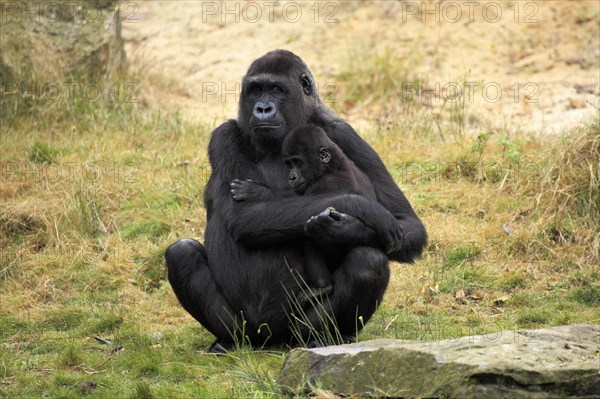 Western Lowland Gorilla (Gorilla gorilla gorilla)