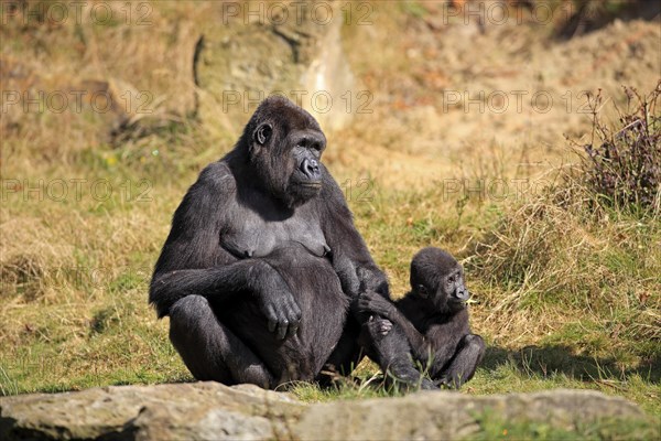 Western Lowland Gorilla (Gorilla gorilla gorilla)
