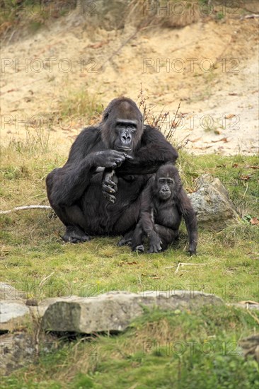 Western Lowland Gorilla (Gorilla gorilla gorilla)